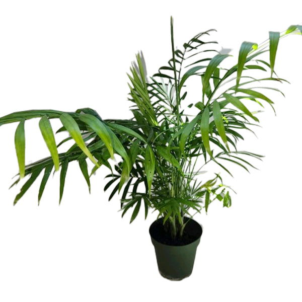 mature parlor palm Parlor Palm