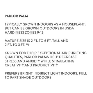 Parlor Palm Care Instruction