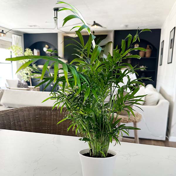 home depot parlor palm Parlor Palm