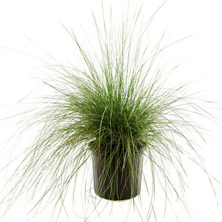 White Muhly Grass in Trade Gallon