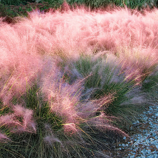 Trade Gallon Pink Muhly Grass