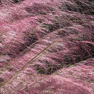 Trade Gallon Pink Muhly Grass