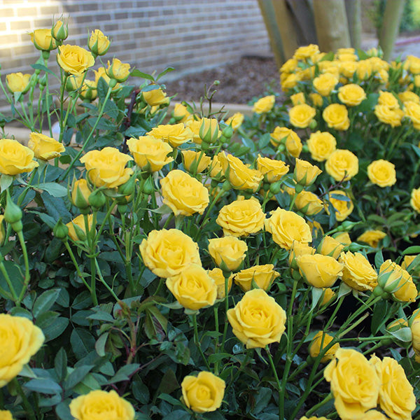 Rose Yellow Mini Flora - Decor Steals