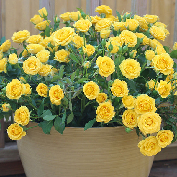 Rose Yellow Mini Flora - Decor Steals