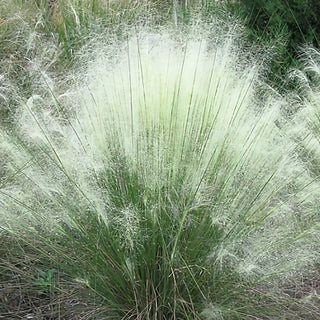 White Muhly Grass in Trade Gallon