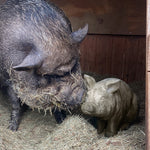 BIG Wilbur Sitting Pig Accent - Default Title - Decor Steals