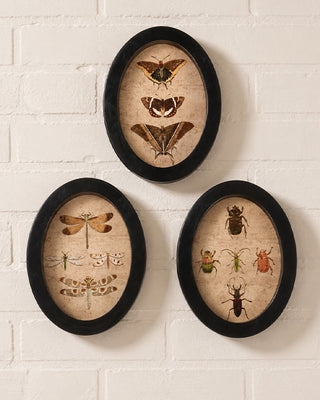 Insect Study Hanging Wall Decor Black Framed Natural History Set of 3