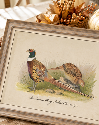 Timeworn Manchurian Pheasant Naturalist Wall Art