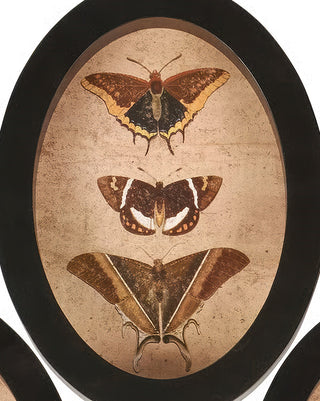 Insect Study Hanging Wall Decor Black Framed Natural History Set of 3