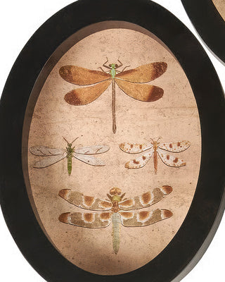 Insect Study Hanging Wall Decor Black Framed Natural History Set of 3