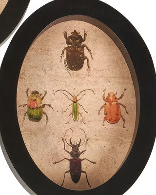 Insect Study Hanging Wall Decor Black Framed Natural History Set of 3