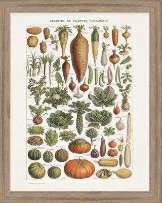 Vintage Barnwood-Framed Botanical Veggie Print