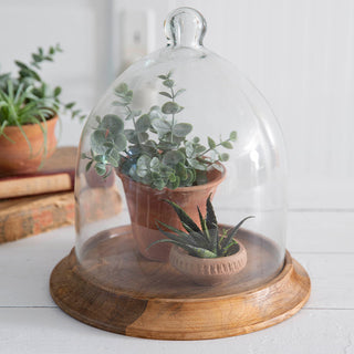 Glass cloche showcasing potted succulents and greenery