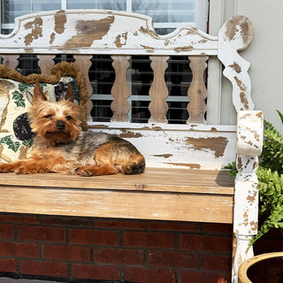 Small dog lying on a weathered wooden bench with peeling paint.
