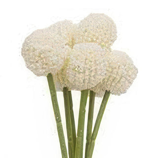 Billy Ball Bouquet - Pink or White Craspedia Stems