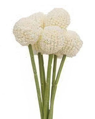 Billy Ball Bouquet - Pink or White Craspedia Stems