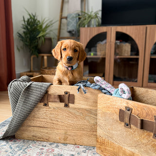 Wooden crate toy storage with puppy in living room
