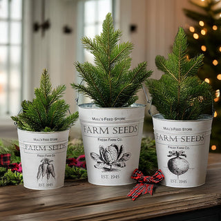 Farmhouse metal seed buckets with mini evergreen trees
