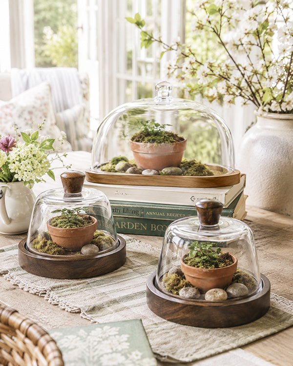 Wood & Glass Cloche with Wooden Base, Choose Your Style