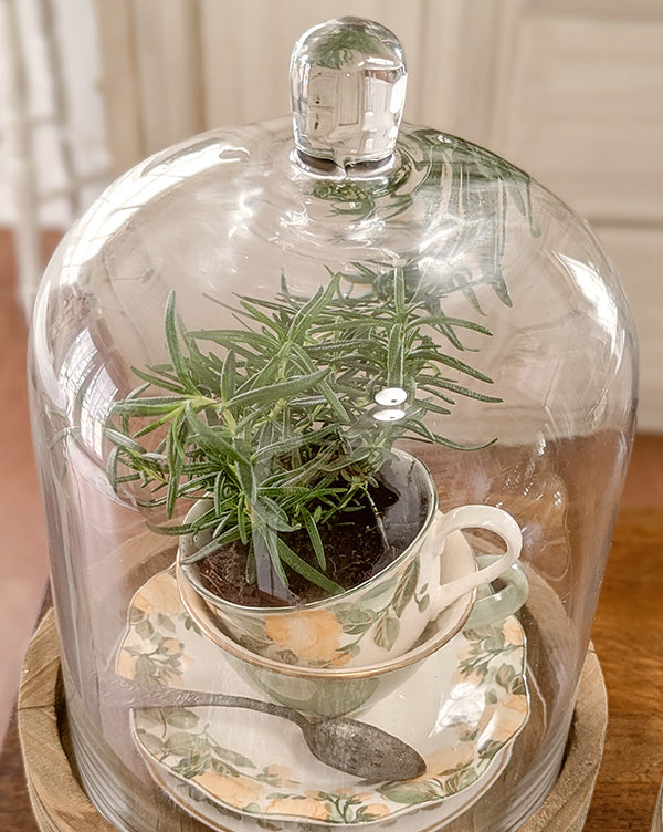 Dome-Shaped Wood and Glass Cloche, Set of 2