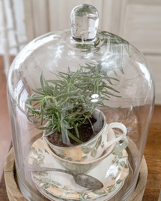 Dome-Shaped Wood and Glass Cloche, Set of 2