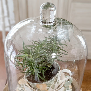 Close-up glass cloche with potted herb rustic decor