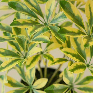 Close-up variegated faux schefflera leaves green yellow
