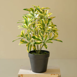 Artificial schefflera plant stylish tabletop home decor