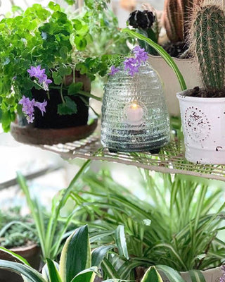 Pesky Insect Tabletop Trap