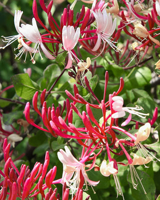 Cottage Garden Peaches & Cream Climbing Honeysuckle Vine
