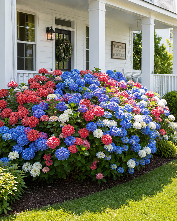 hydrangea house plants Hydrangea 3-in-1 Colors in 1 Gallon Pot