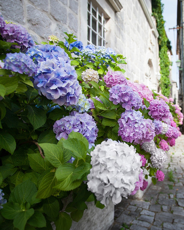Hydrangea 3-in-1 Colors in 1 Gallon Pot