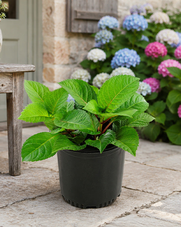 Hydrangea 3-in-1 Colors in 1 Gallon Pot