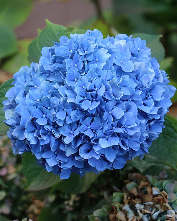 Hydrangea 3-in-1 Colors in 1 Gallon Pot