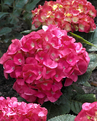 Hydrangea 3-in-1 Colors in 1 Gallon Pot