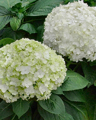 Hydrangea 3-in-1 Colors in 1 Gallon Pot