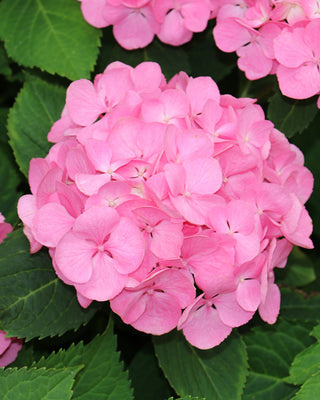 Hydrangea 3-in-1 Colors in 1 Gallon Pot