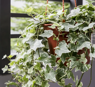 Lush Cascading English Ivy Potted Plant