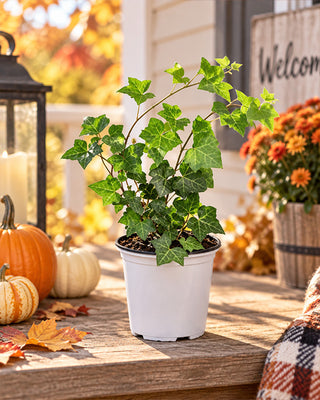 Lush Cascading English Ivy Potted Plant