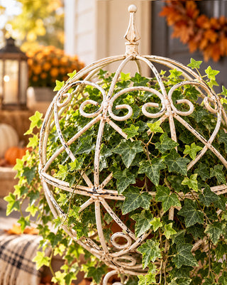 Lush Cascading English Ivy Potted Plant