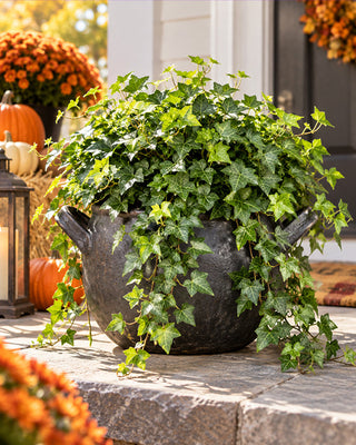 Lush Cascading English Ivy Potted Plant