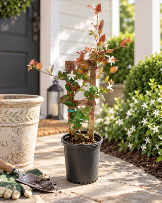 Countryside Confederate Jasmine Flowering Vine in 1 Gallon Pot