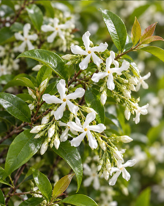 Countryside Confederate Jasmine Flowering Vine in 1 Gallon Pot