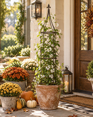 Countryside Confederate Jasmine Flowering Vine in 1 Gallon Pot