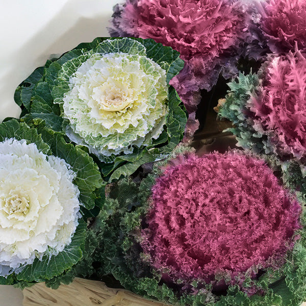 potted kale plants for sale Live Flowering Ornamental Kale, Set of 4