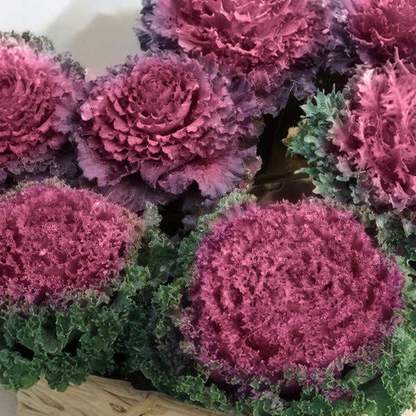 potted kale plants for sale Live Flowering Ornamental Kale, Set of 4