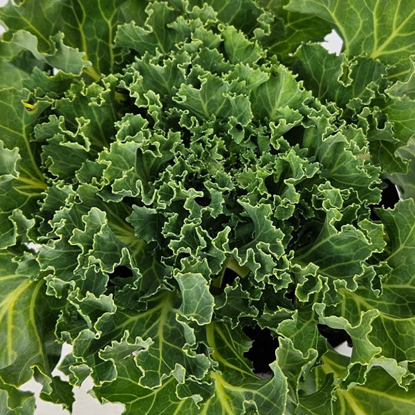 potted kale plants for sale Live Flowering Ornamental Kale, Set of 4