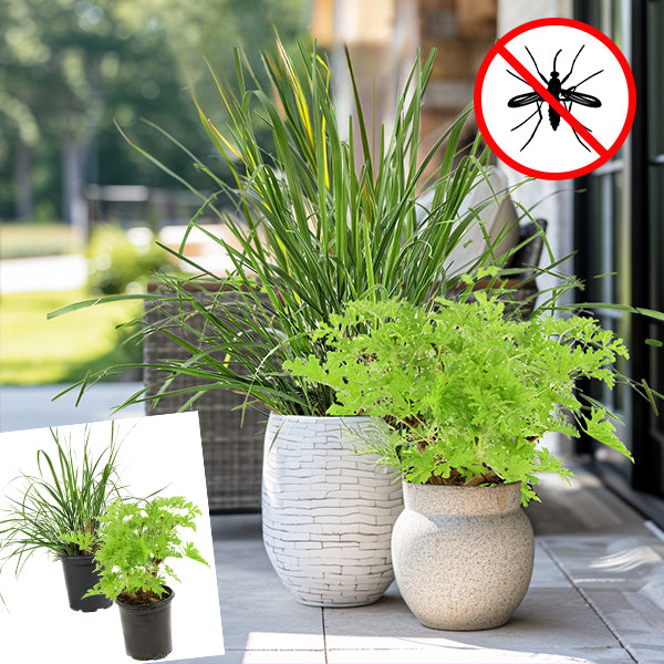 mosquito bits indoor plants No Bite Plant Collection