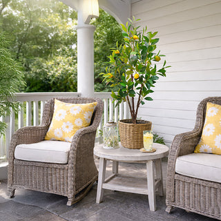 Wicker porch chairs with lemon tree and side table