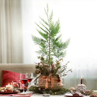 Live Leyland Cypress Tree 1 Gallon Pot | Fast Growing Evergreen